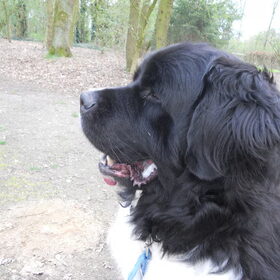 reina's mooie koppie