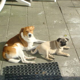 Hondenfoto van Elize, Nikki, Wodka en Tommy 