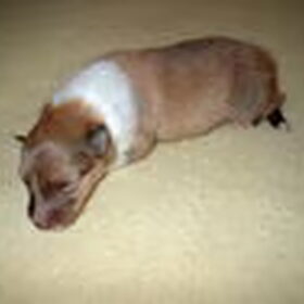 Cody zijn eerste week