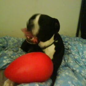 rocco met de running egg van yvonne gekregen en kumbayah en…