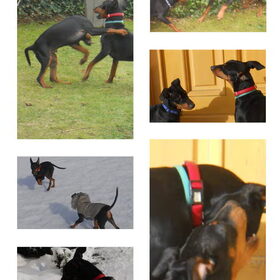 Hondenfoto van Marleen , Blacky & Justy