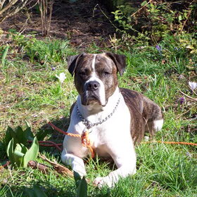 Tessa in de tuin
