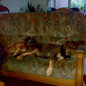Nala en Rambo samen slapen