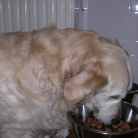 Lekker, Frolic X