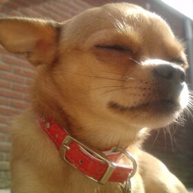 Hondenfoto van sienna,diva,lady en chica
