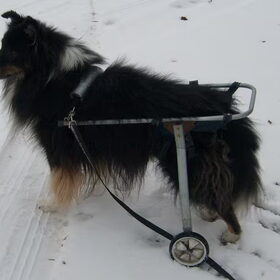 Hondenfoto van Criz & de Shelties	