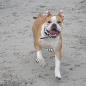Lekker rennen op het strand