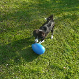 woody en zijn running egg