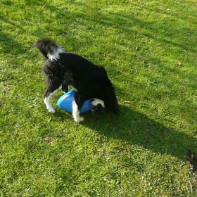Hondenfoto van silke & woody 
