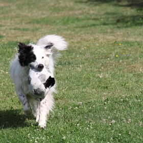 Cas in actie