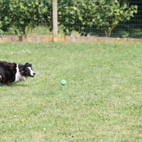 Actie foto met de bal