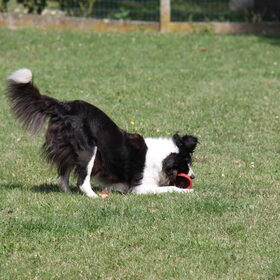 Spelen met de frisbee