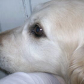 Simba's mooie koppie X
