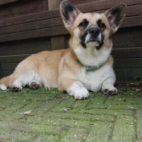 Hondenfoto van      Evelien & Midas