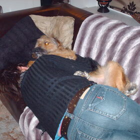 Hondenfoto van liesbeth,Turbo,Luna, Levi en Faith