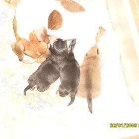 alle pups