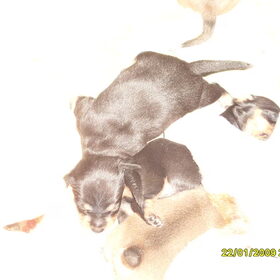 de pups nu 18 dagen
