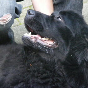 Hondenfoto van Inge, Rottweiler Nika & m'n Canadeesje(s)
