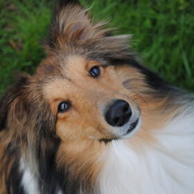 Hondenfoto van Criz & de Shelties	