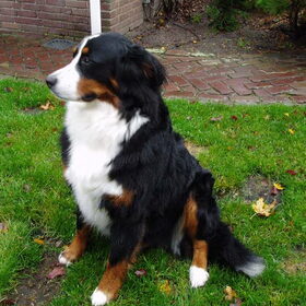 bosco