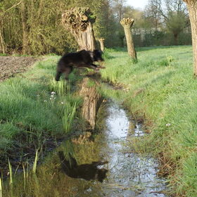 Diva springt over een sloot heen