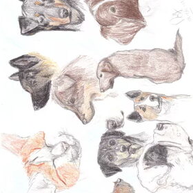 Tekening met kleurpotlood, rassen: Catahoula Leopard dog…