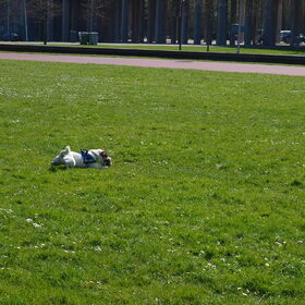 Laag over de grond.