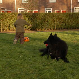 Hondenfoto van Rox & Farah