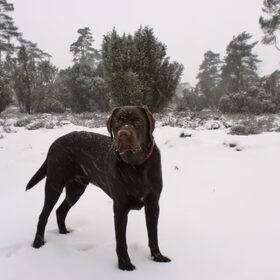 Lekker ravotten in de sneeuw, ik ben nu 10 maanden oud...