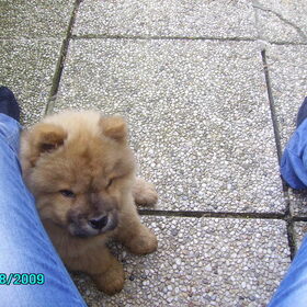 Puppie Zoeri =D