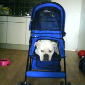Hondenfoto van Melissa---Rocco&Lady