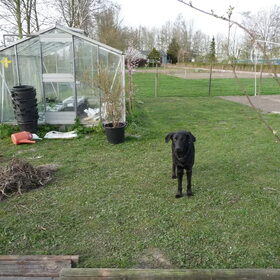 Hondenfoto van Eef en Tjibbe