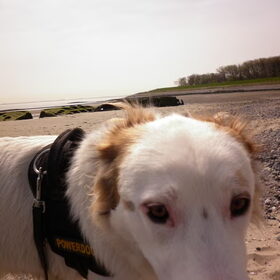Hondenfoto van Sam,Saltarin,Muis,Zara,Terra+en Paco 