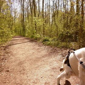 Hondenfoto van Sam,Saltarin,Muis,Zara,Terra+en Paco 