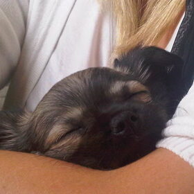 Puppy