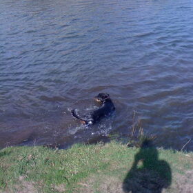 Hondenfoto van Sanne & Rottweiler Bo
