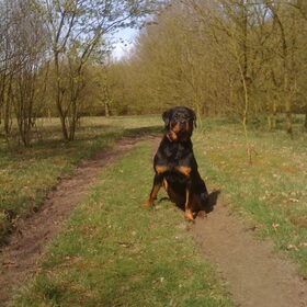 Hondenfoto van Sanne & Rottweiler Bo