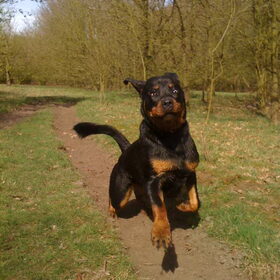 Gekke pup!