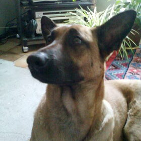 Hondenfoto van brenda & cora ° Eros ° Frodo