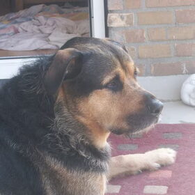 Hondenfoto van Claudia & Tank