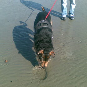 Hondenfoto van Claudia & Tank