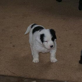 Dit is ze dan onze Yinti 5 wk oud