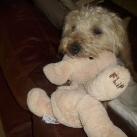 filou met flip zijn nieuwe knuffel hond..