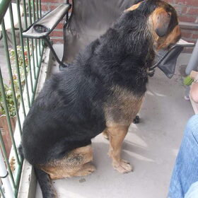Hondenfoto van Claudia & Tank