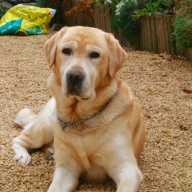 Rebel, ons blondje, in loving memory