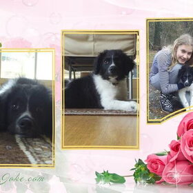Hondenfoto van julia en spike