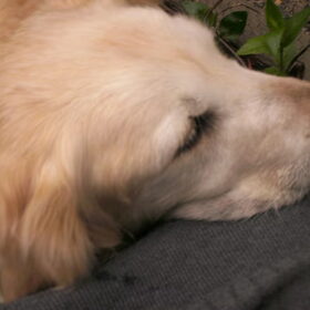 zijn koppie op mijn schoot haantje kijken X
