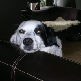 Flipse XXX