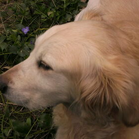 Simba XXX