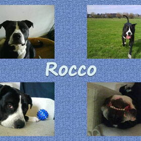 Hondenfoto van Melissa---Rocco&Lady